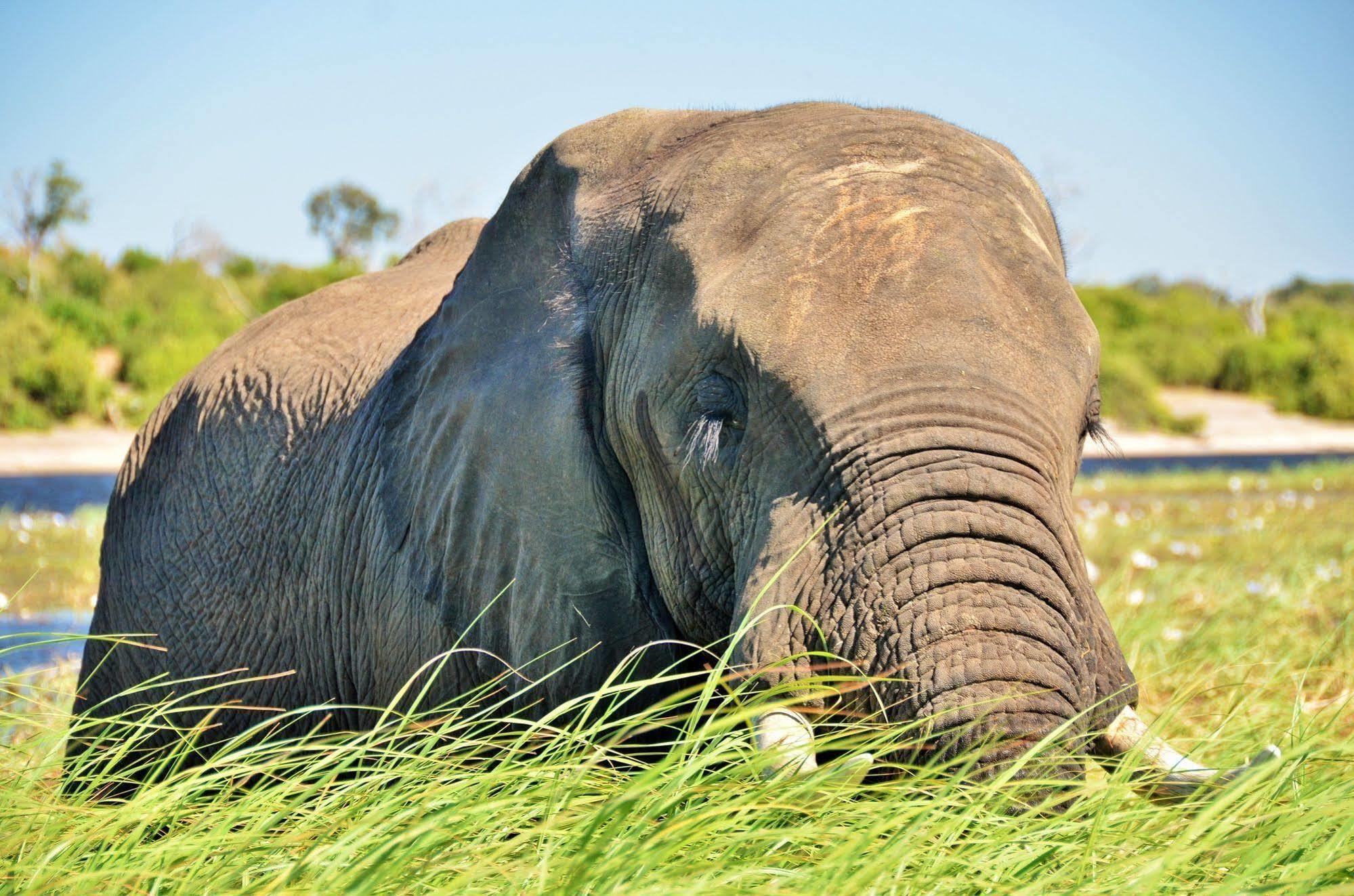 Thebe River Safaris Kasane Exterior foto