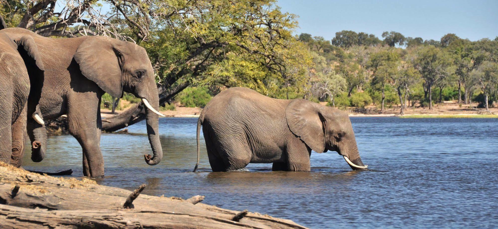 Thebe River Safaris Kasane Exterior foto